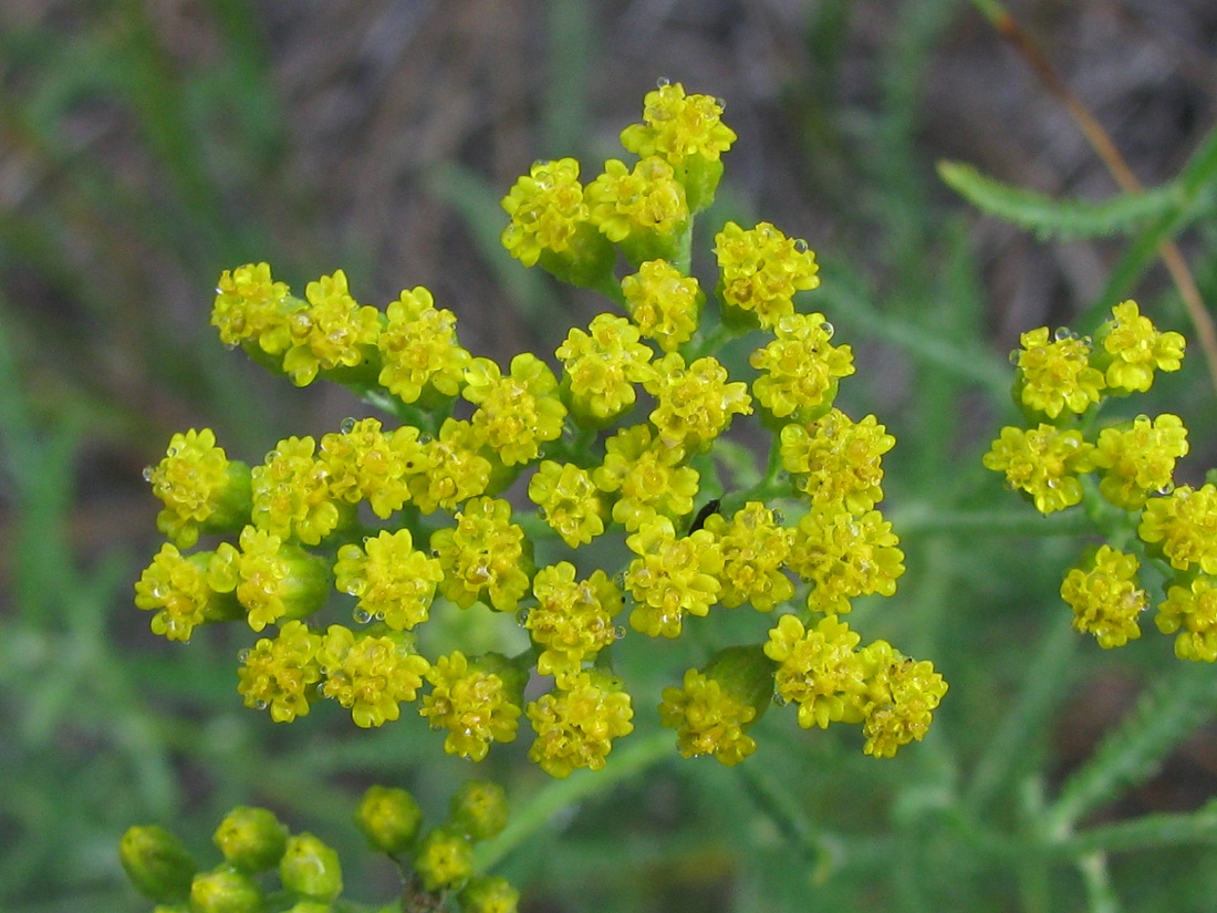 Image of Achillea micrantha specimen.