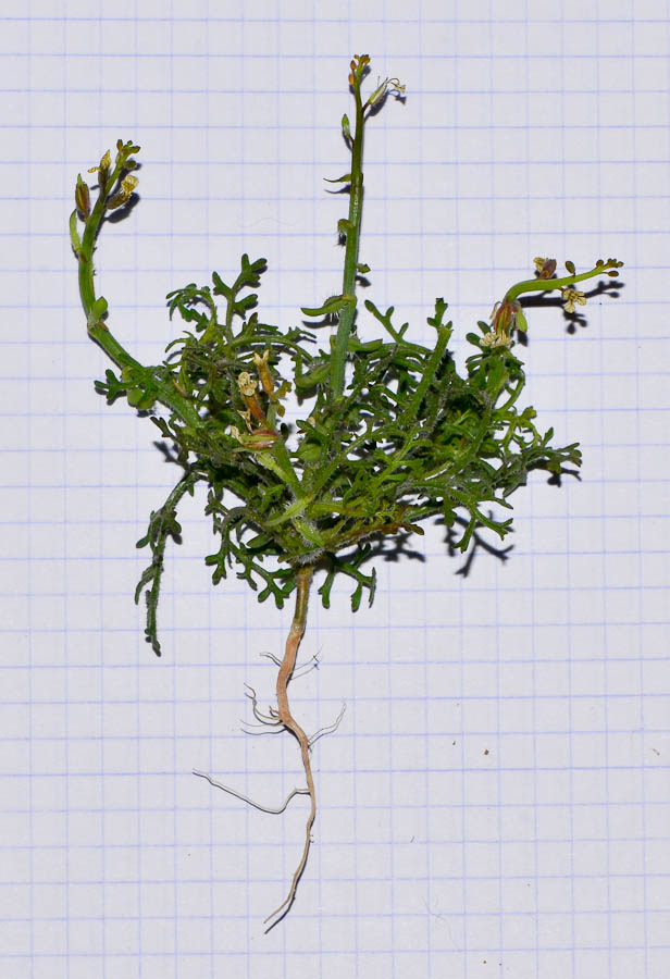 Image of Carrichtera annua specimen.