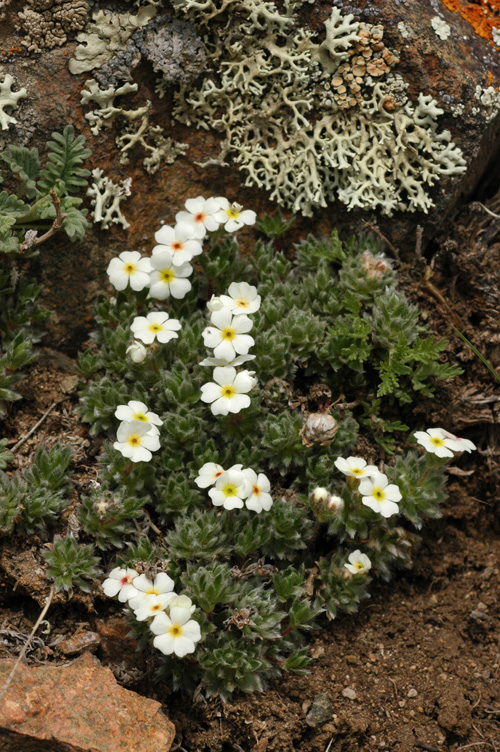 Image of Androsace sericea specimen.