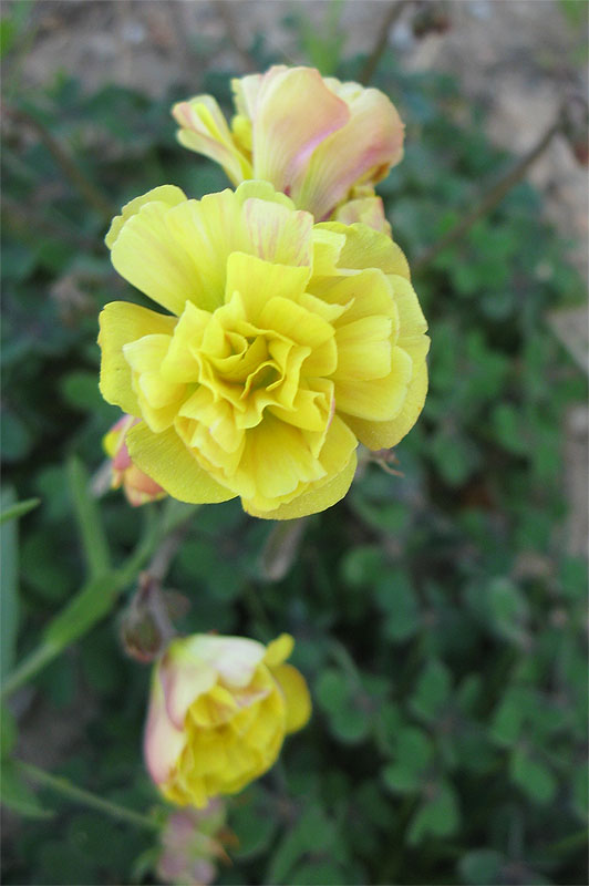 Image of Oxalis pes-caprae f. pleniflora specimen.