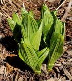 genus Veratrum