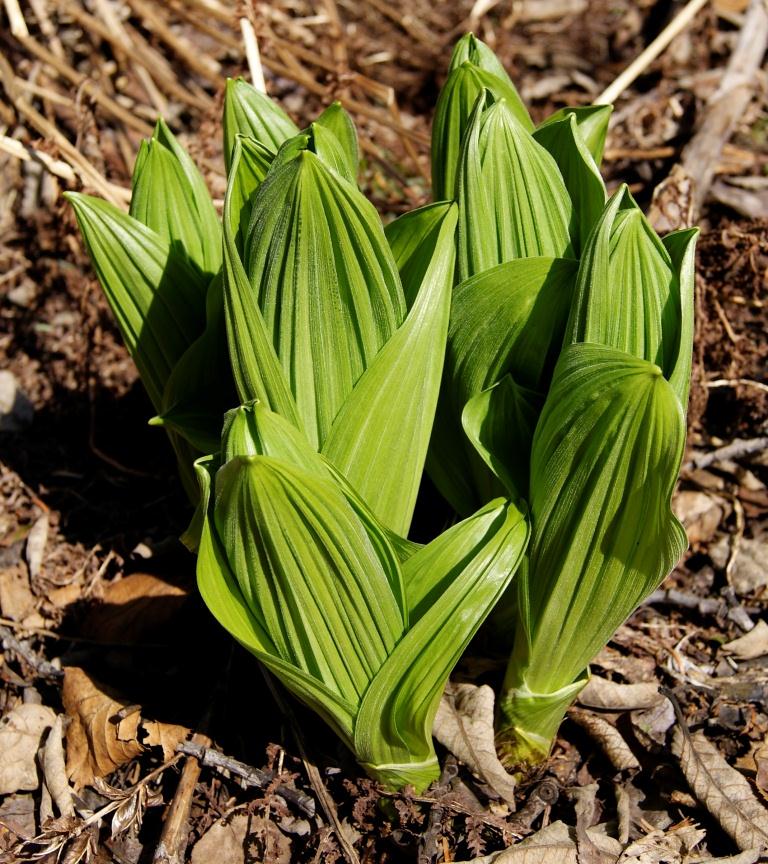 Image of genus Veratrum specimen.