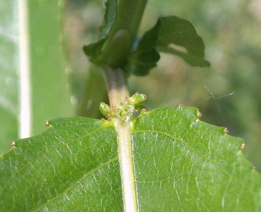 Image of Salix &times; schumanniana specimen.