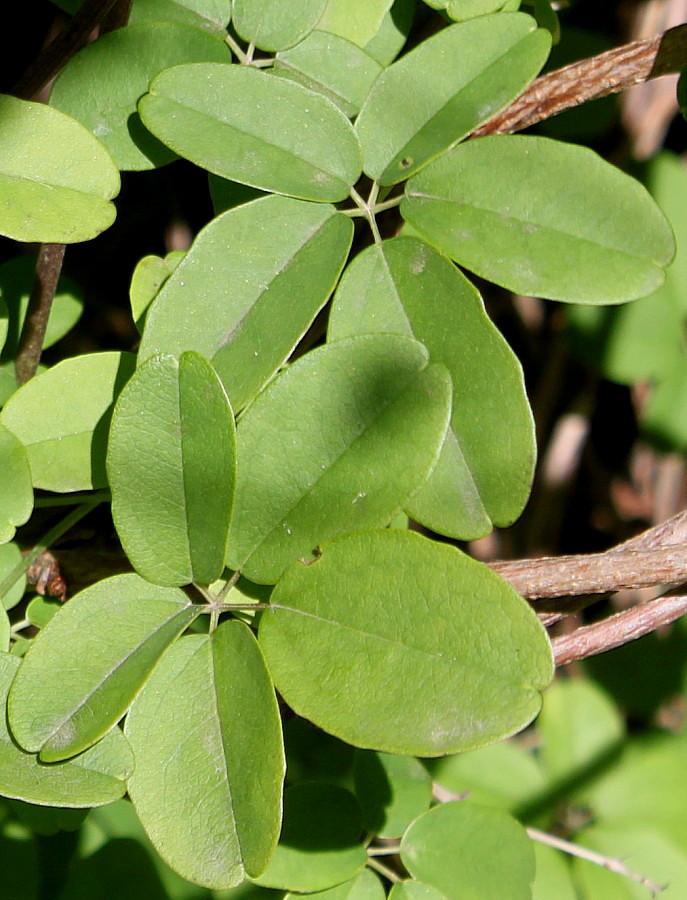 Image of Akebia quinata specimen.