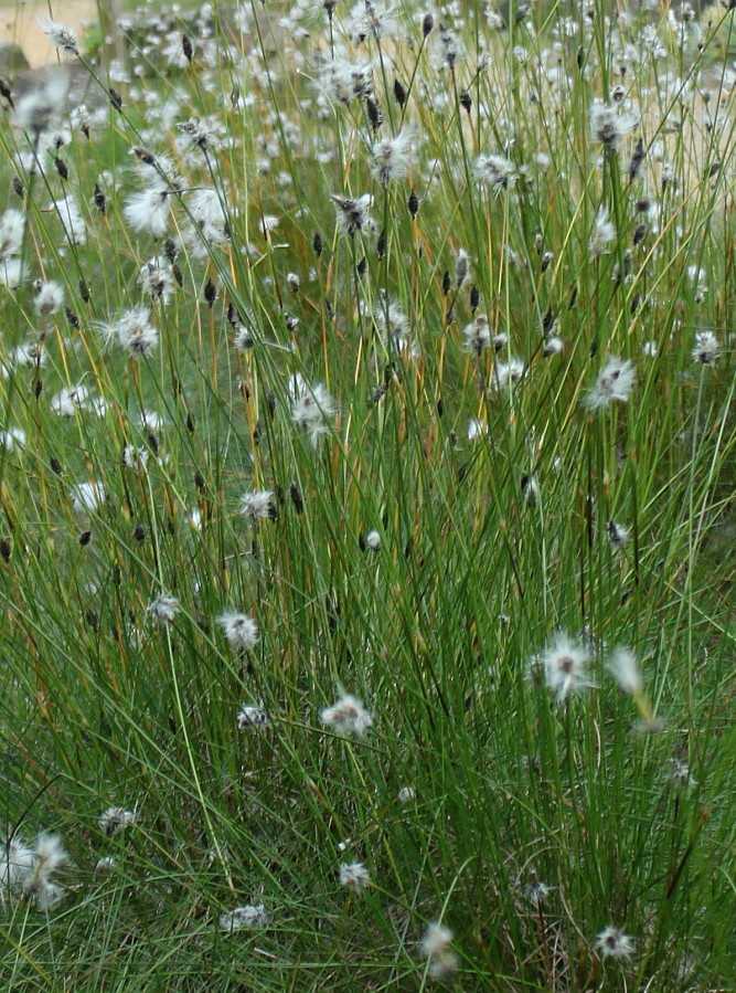 Изображение особи Eriophorum vaginatum.