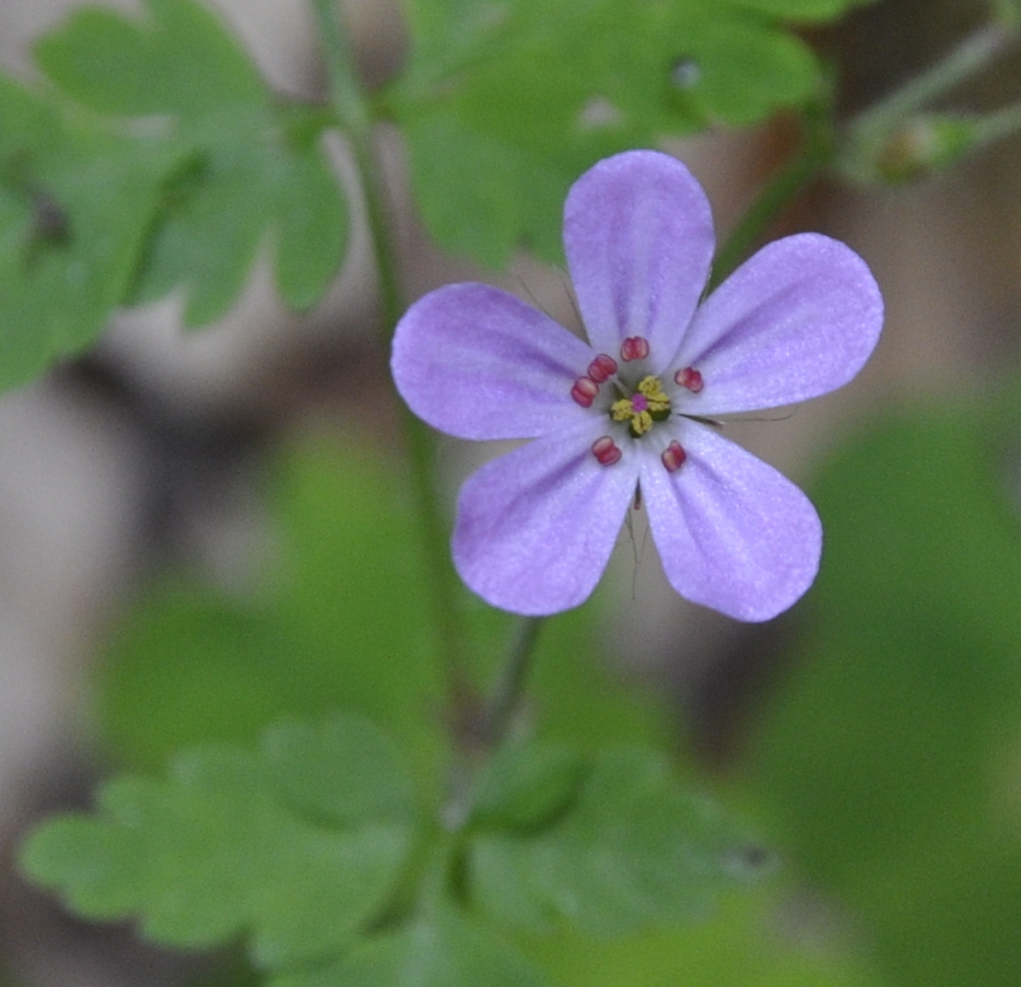 Изображение особи Geranium robertianum.