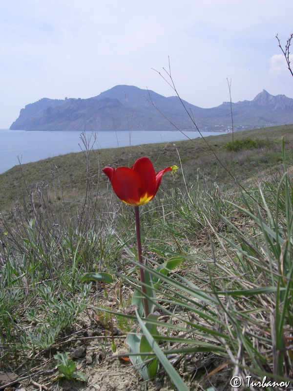 Image of Tulipa suaveolens specimen.