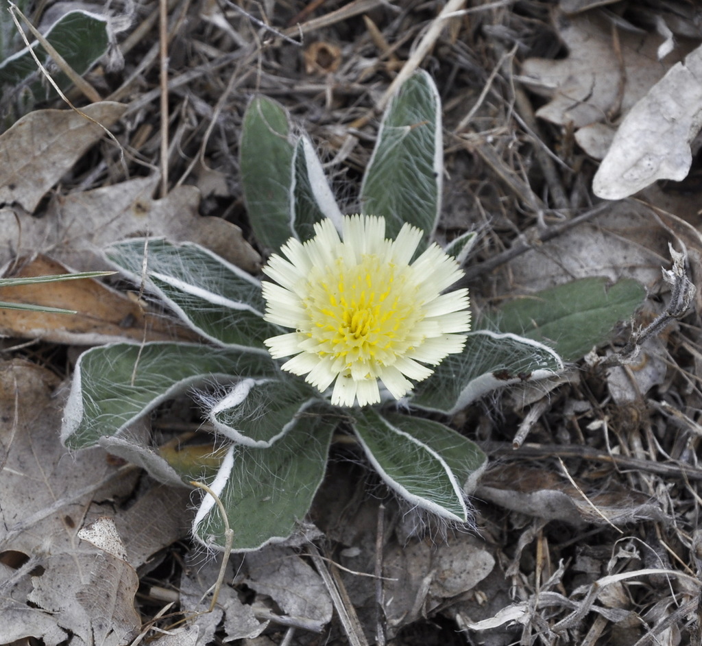 Изображение особи Pilosella officinarum.