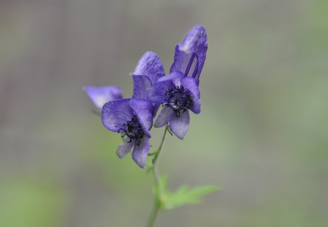 Image of Aconitum ambiguum specimen.