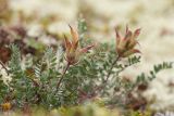 Oxytropis sordida