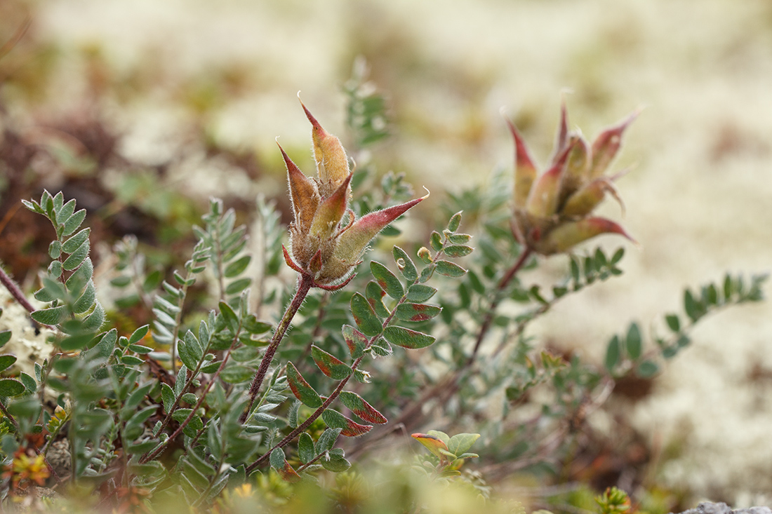 Image of Oxytropis sordida specimen.