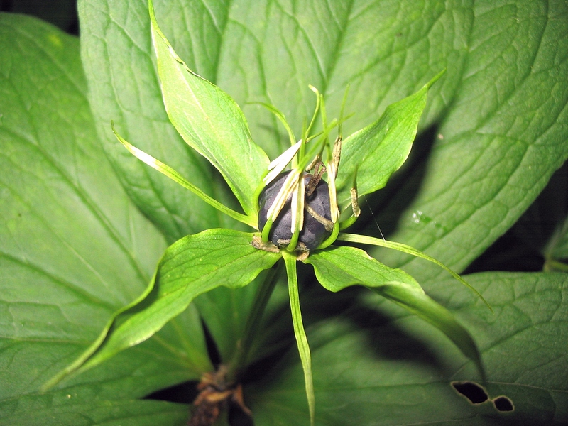 Image of Paris quadrifolia specimen.