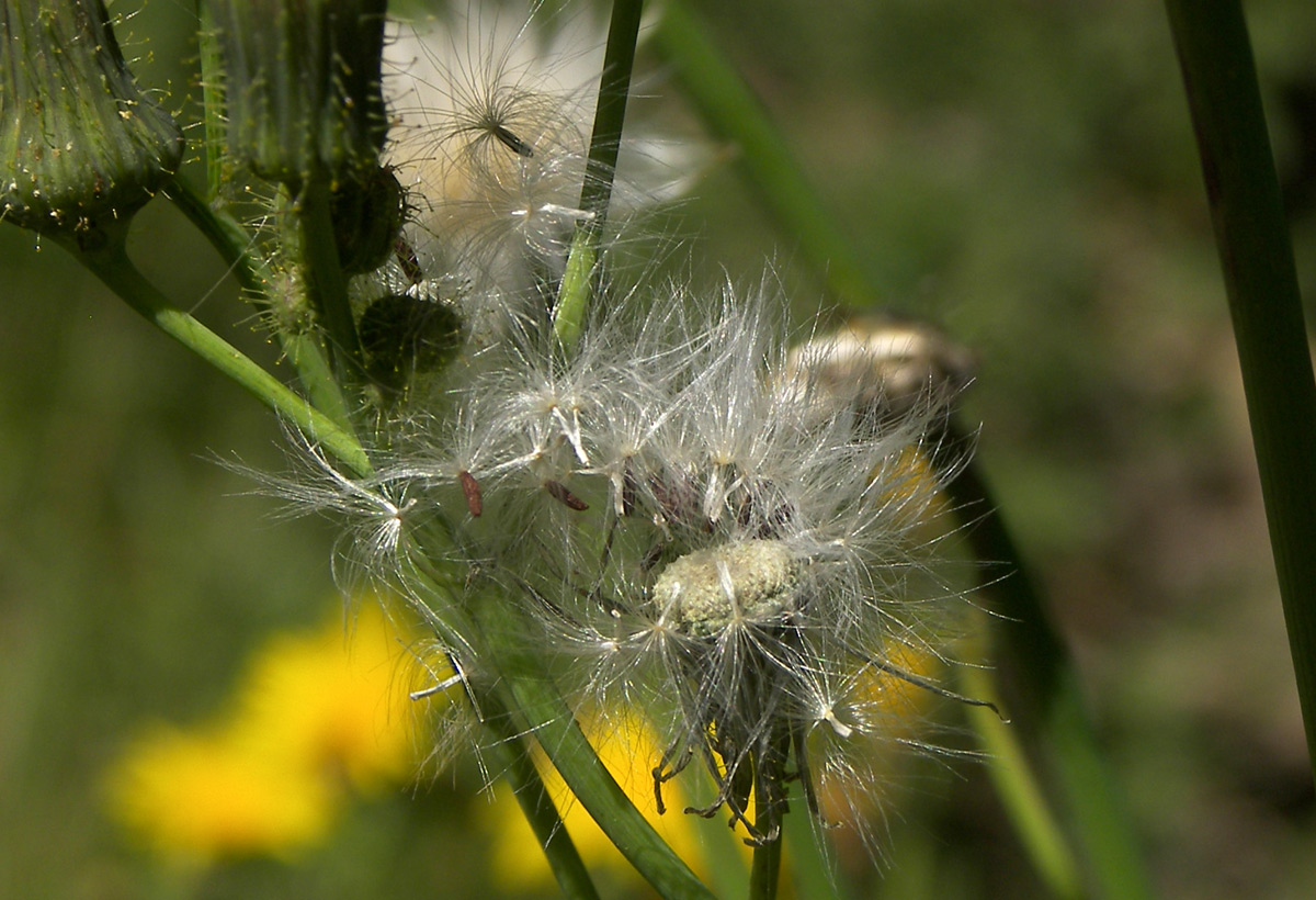 Изображение особи Sonchus arvensis.