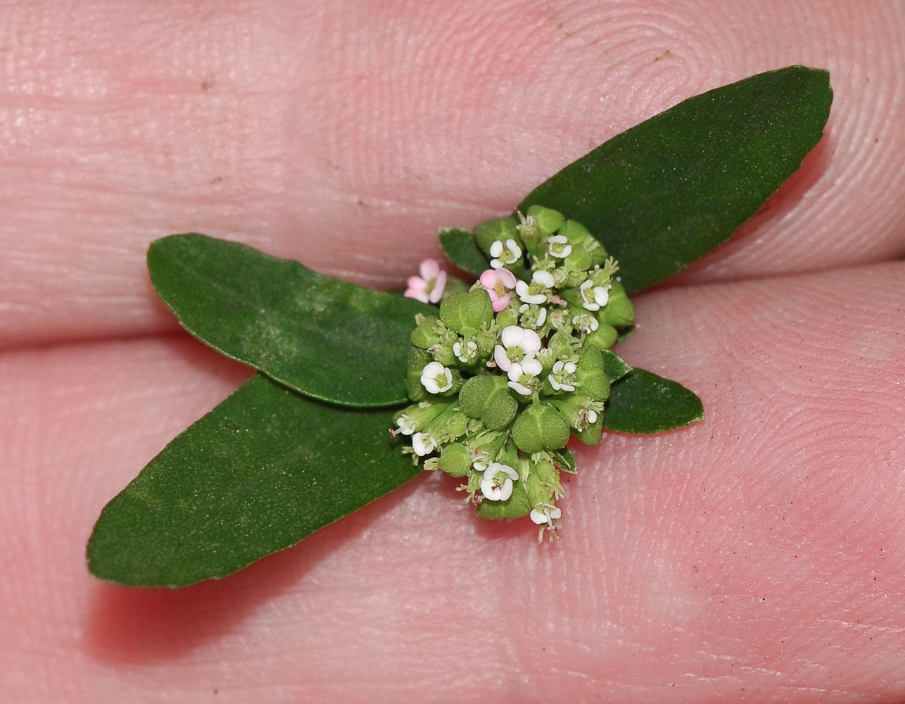 Image of Euphorbia hypericifolia specimen.