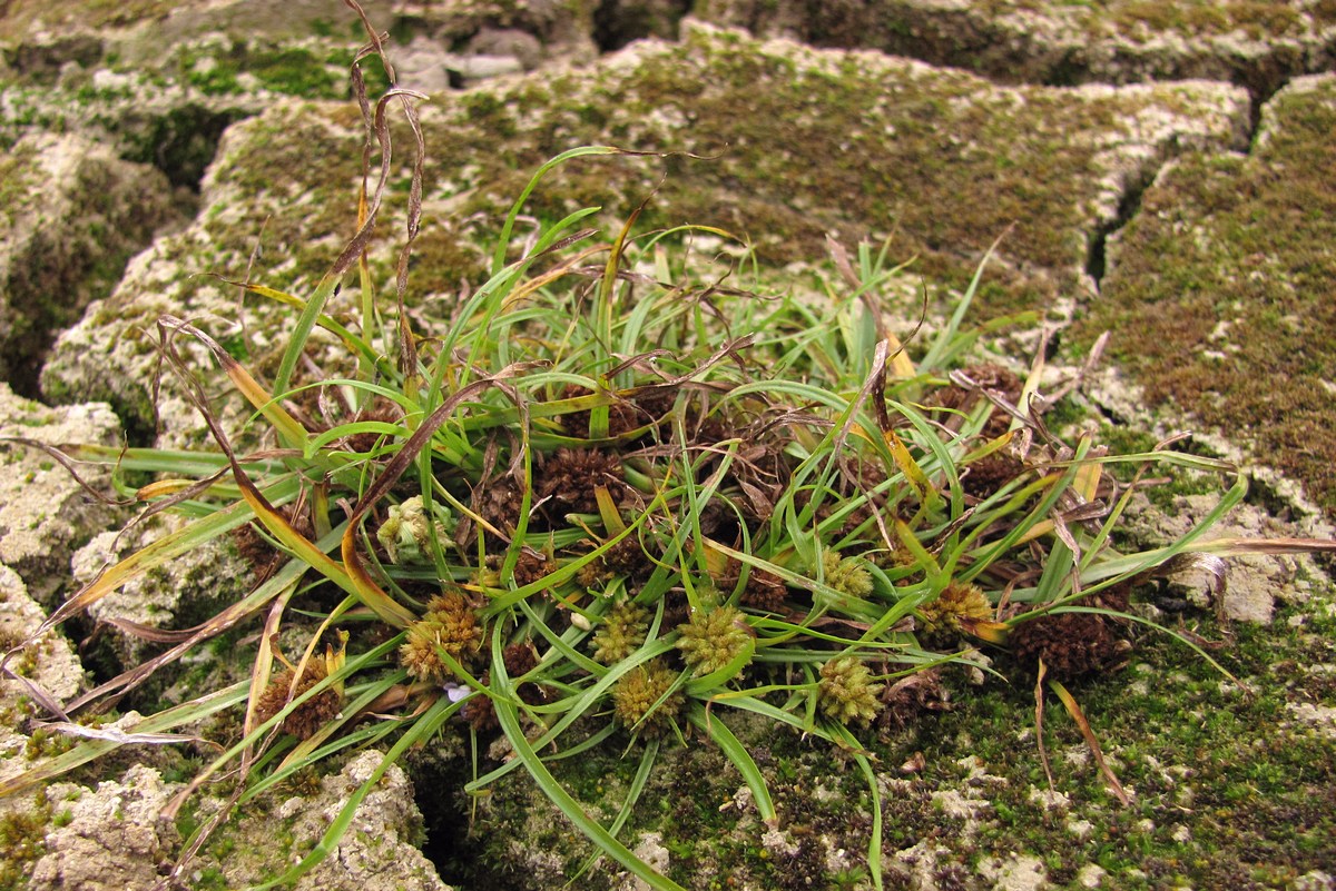 Изображение особи Cyperus michelianus.