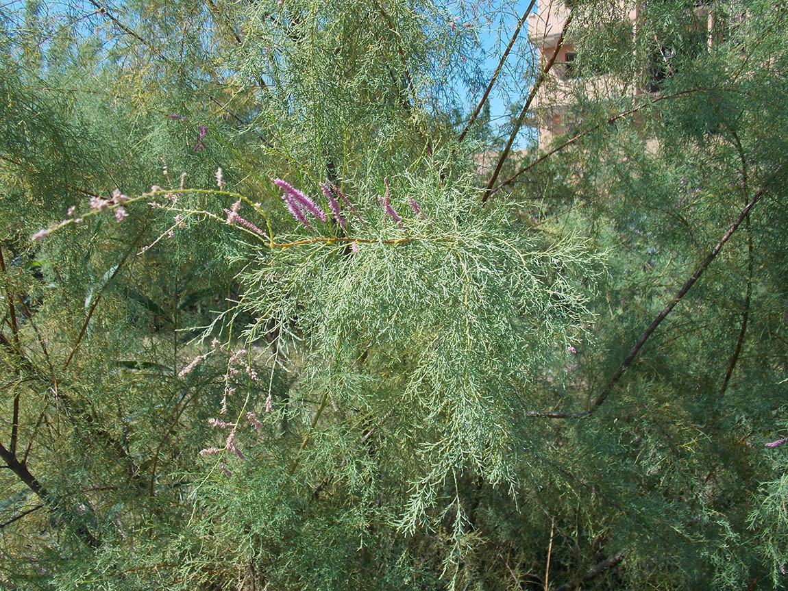 Image of genus Tamarix specimen.