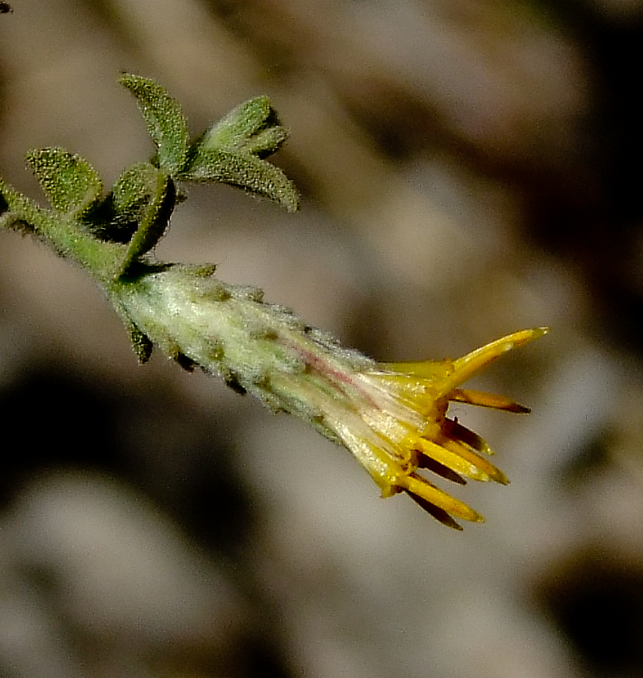 Image of Chiliadenus iphionoides specimen.