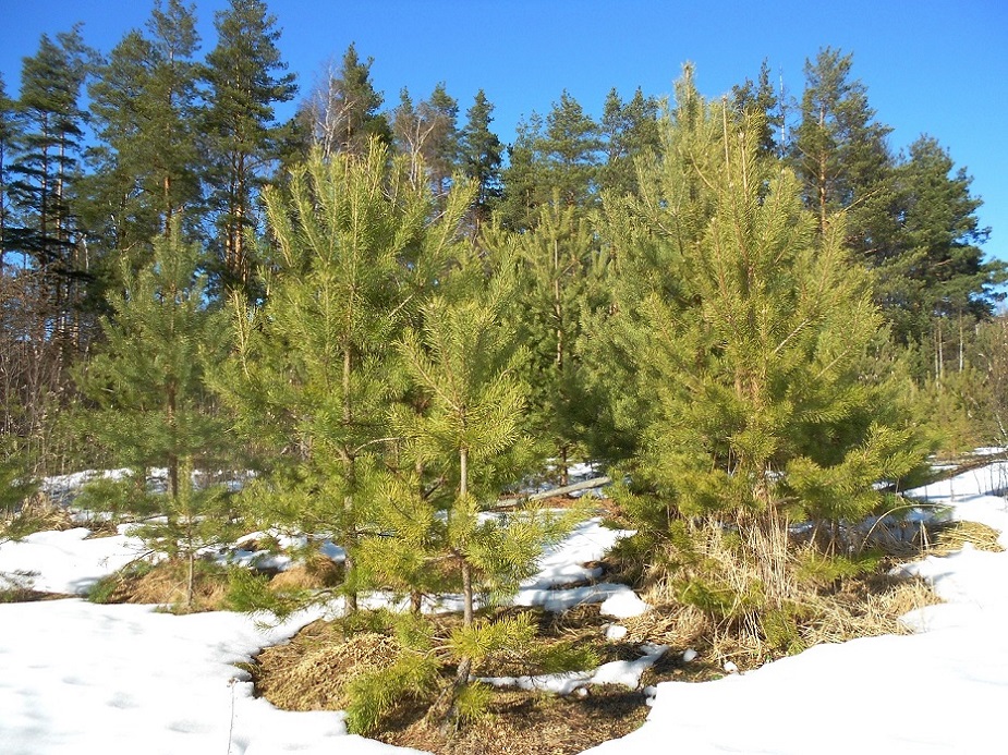 Image of Pinus sylvestris specimen.