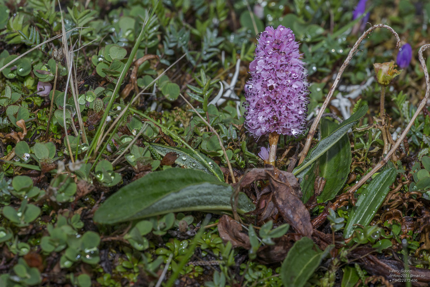 Изображение особи Bistorta plumosa.