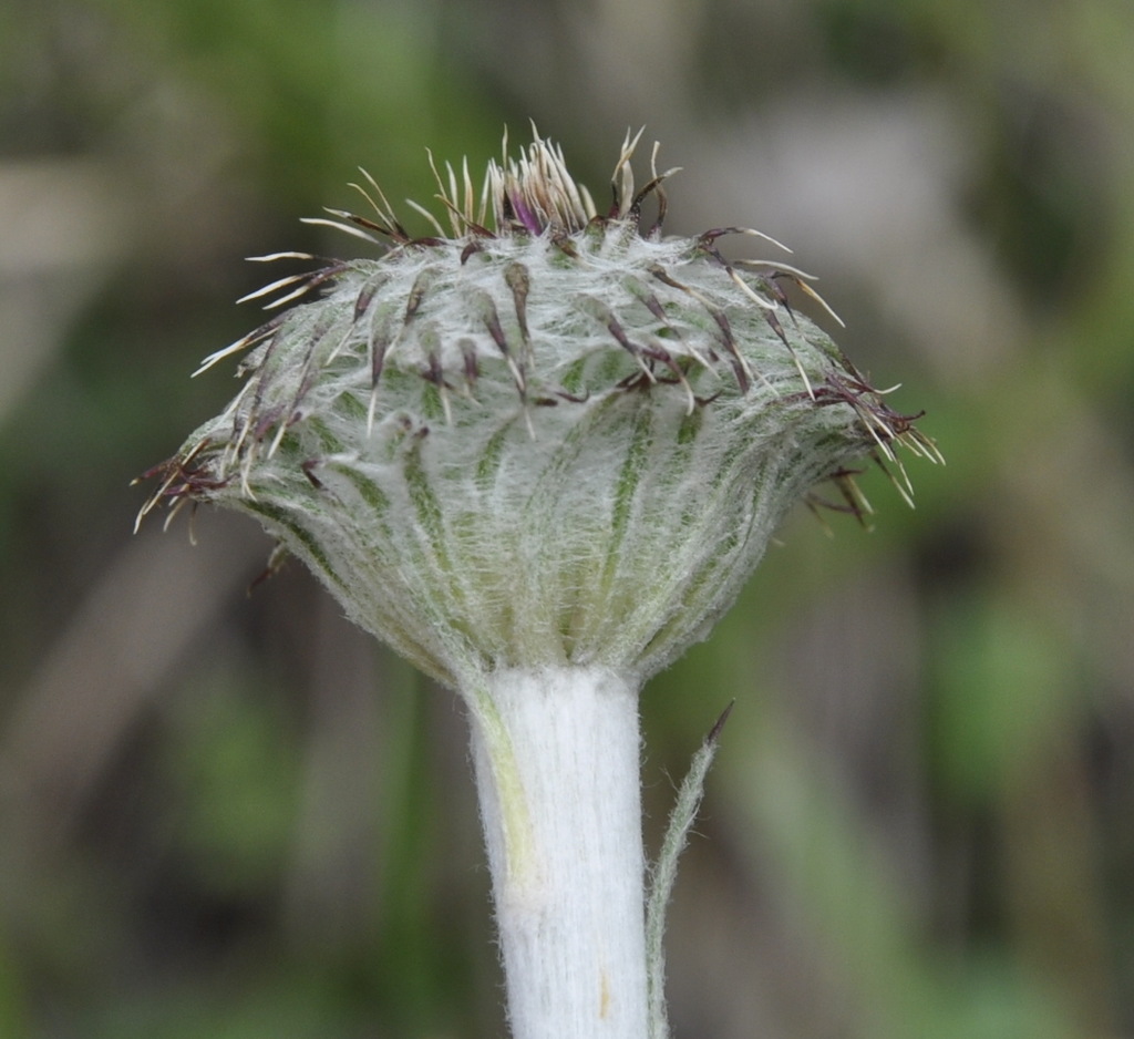 Image of genus Jurinea specimen.