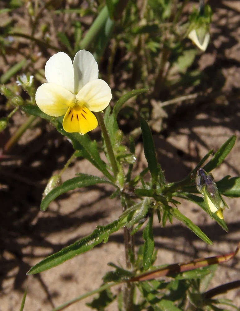 Image of Viola arvensis specimen.