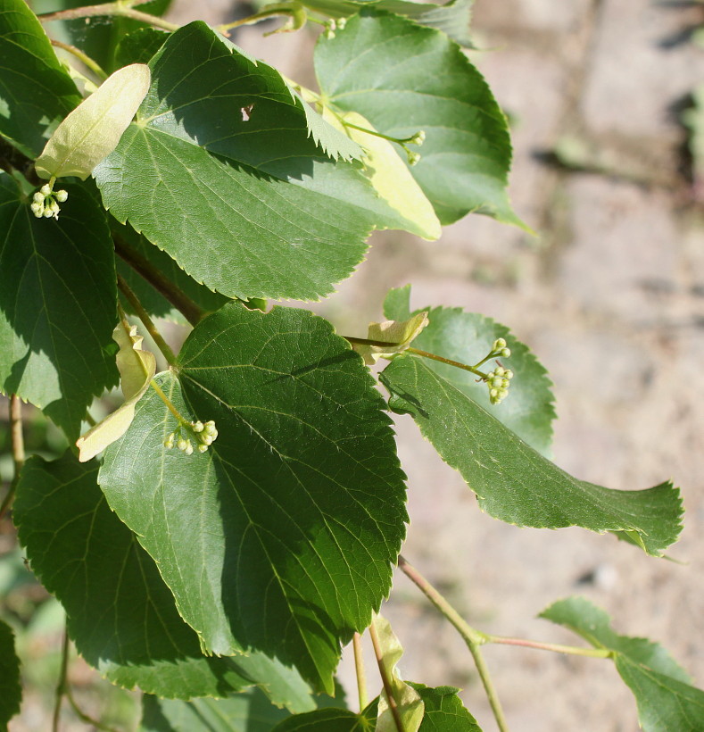 Изображение особи Tilia cordata.