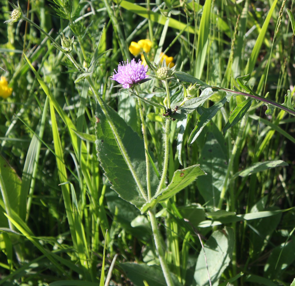 Image of Knautia drymeia specimen.