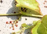 Parthenocissus tricuspidata. Узел побега. Словения, Любляна, городское озеленение. 08.05.2014.