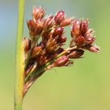 Juncus inflexus