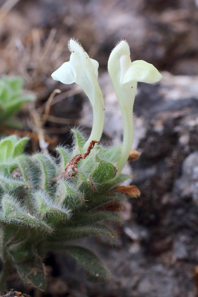 Image of Scutellaria immaculata specimen.