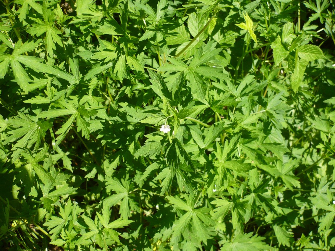 Изображение особи Geranium sibiricum.