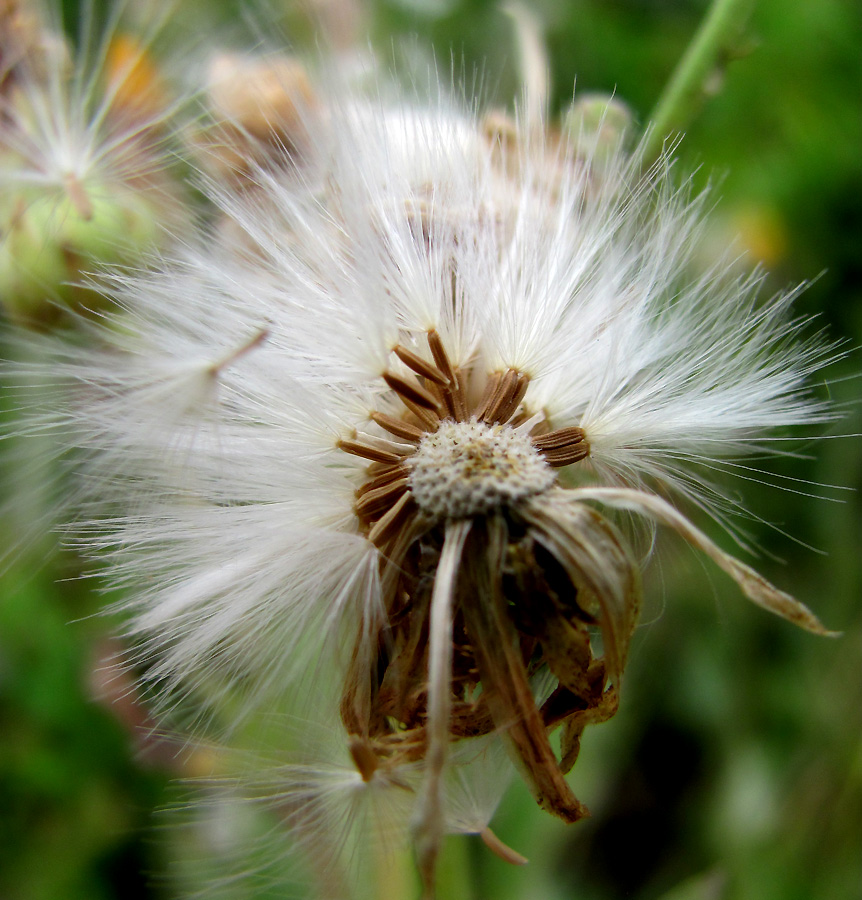 Image of Sonchus arvensis ssp. uliginosus specimen.