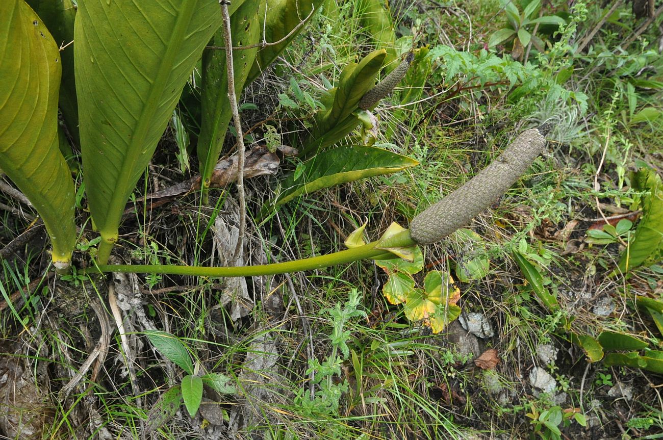 Изображение особи род Anthurium.