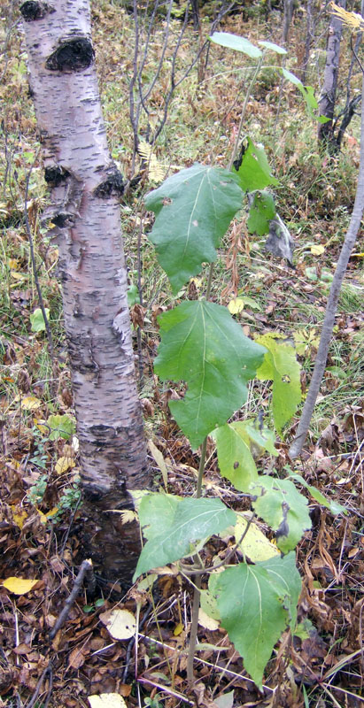 Изображение особи Populus tremula.