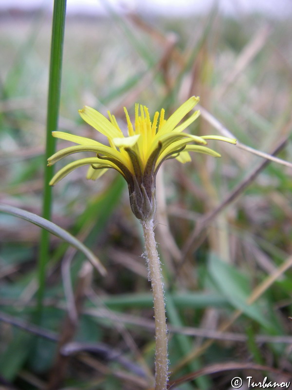 Image of Taraxacum bessarabicum specimen.