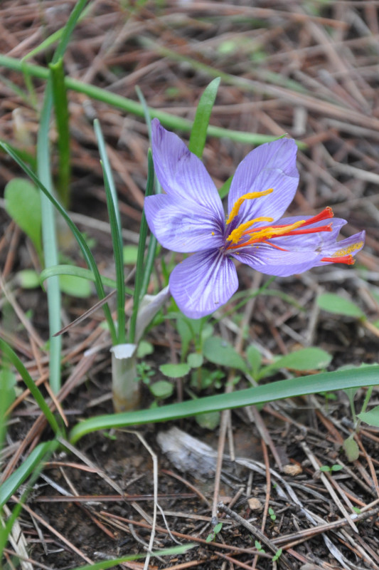 Изображение особи Crocus cartwrightianus.