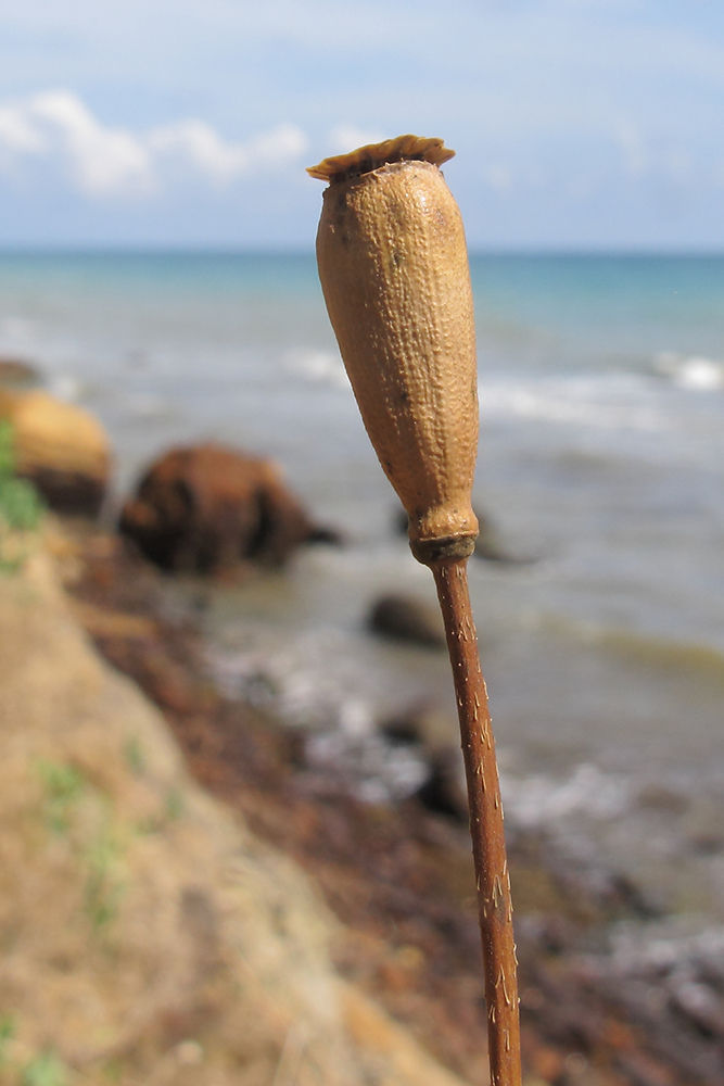 Image of Papaver laevigatum specimen.