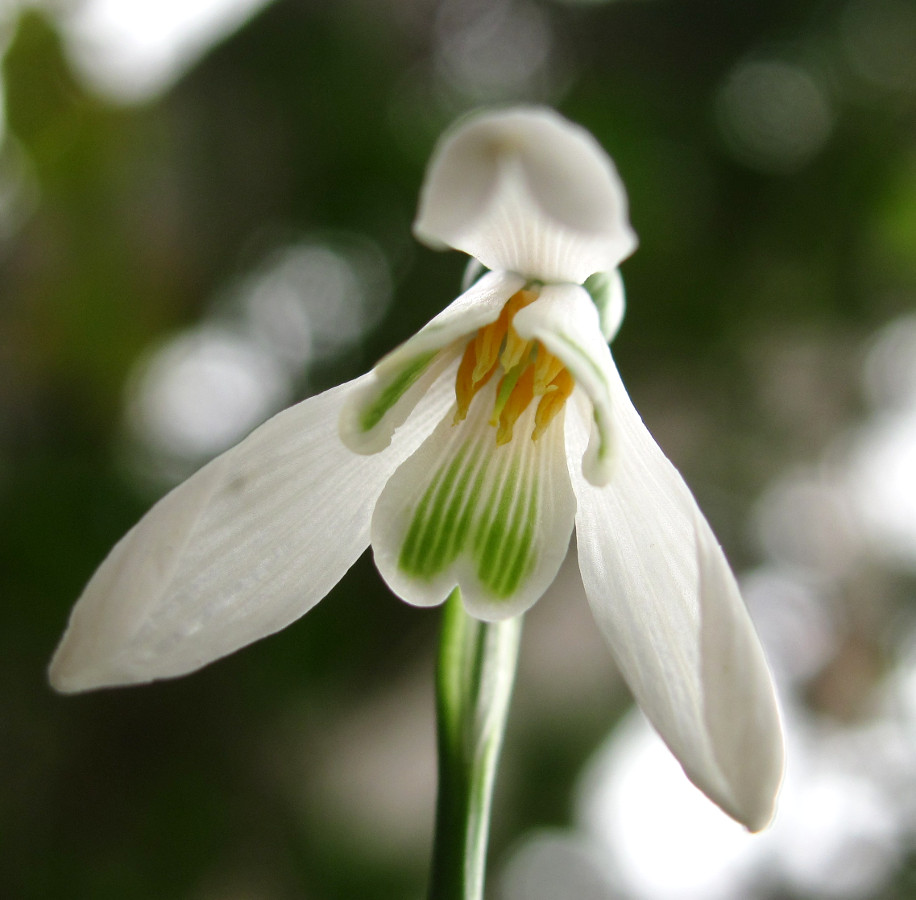 Изображение особи Galanthus woronowii.