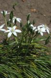 род Ornithogalum