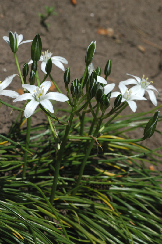 Изображение особи род Ornithogalum.