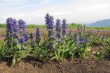 Ajuga genevensis