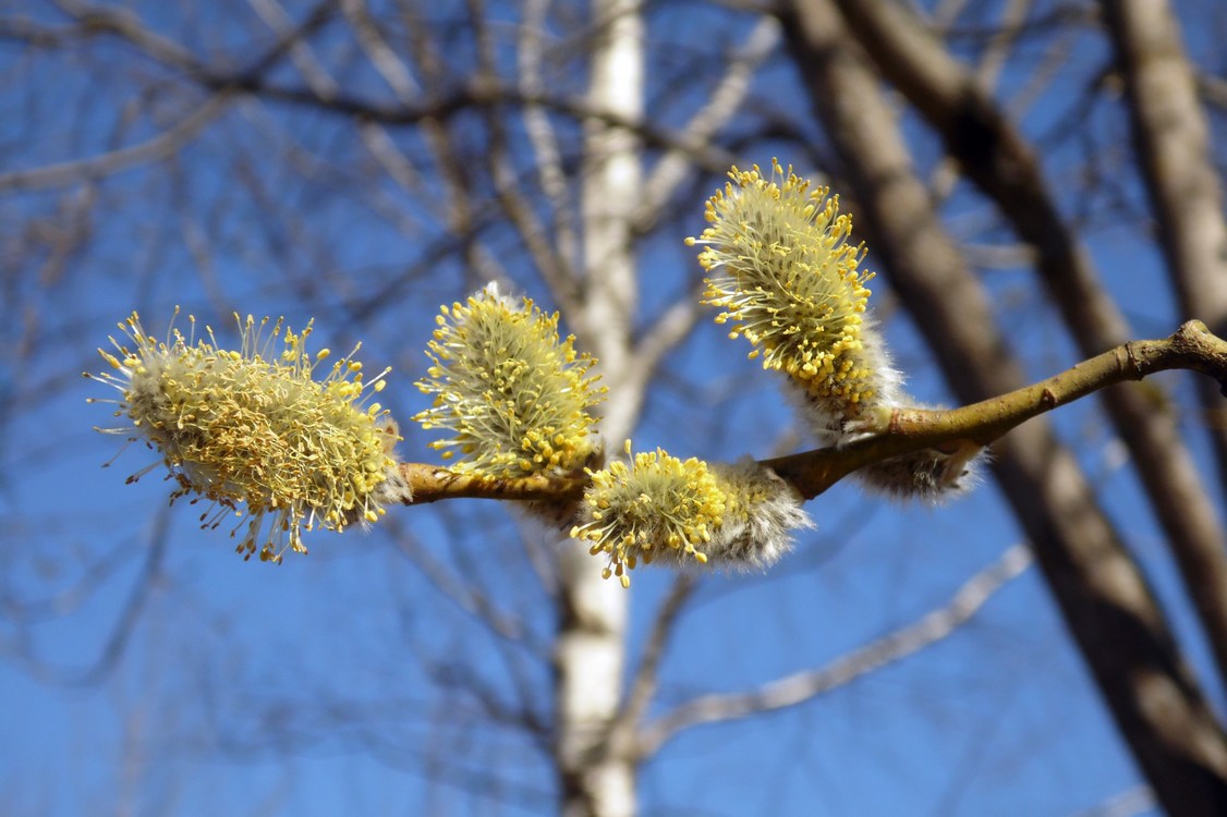 Image of Salix caprea specimen.