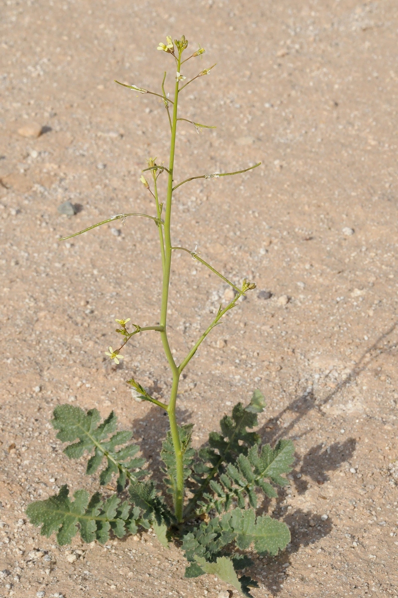 Изображение особи Brassica sisymbrioides.