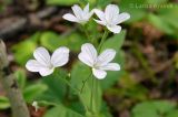 Cerastium pauciflorum