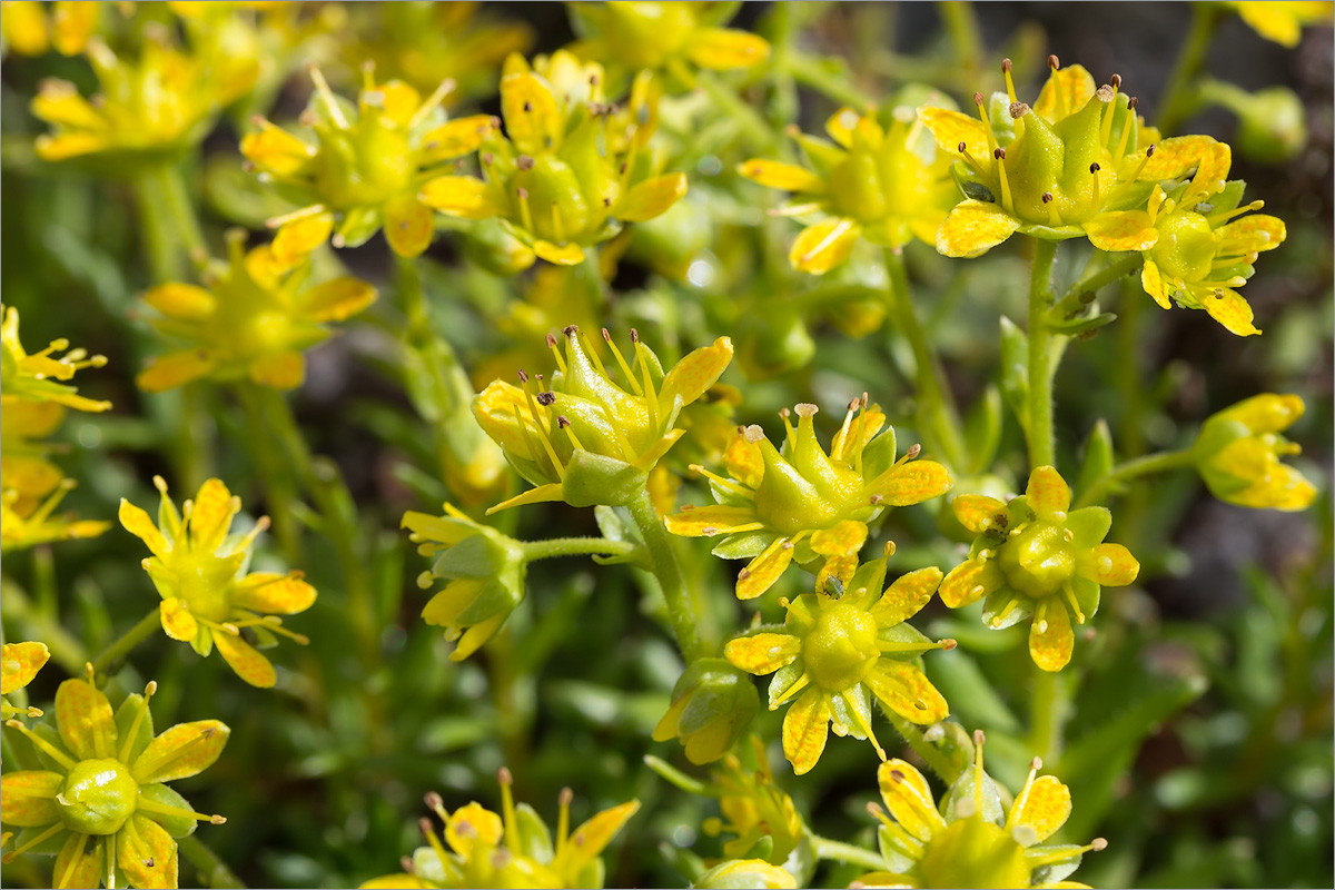 Image of Saxifraga aizoides specimen.