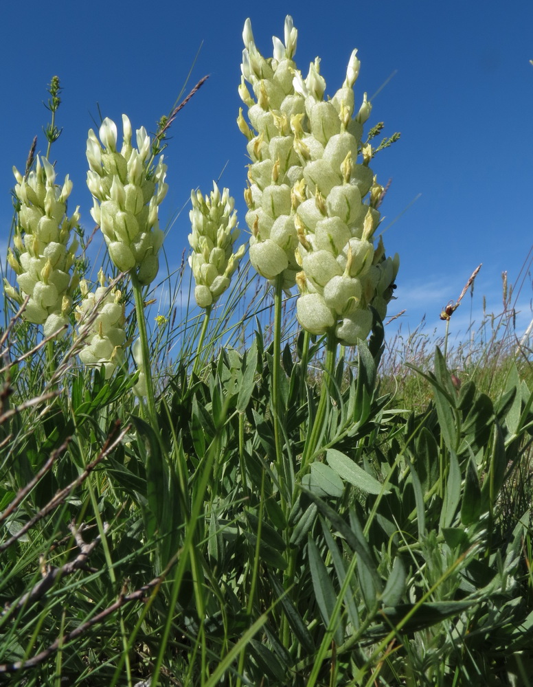 Image of Astragalus follicularis specimen.