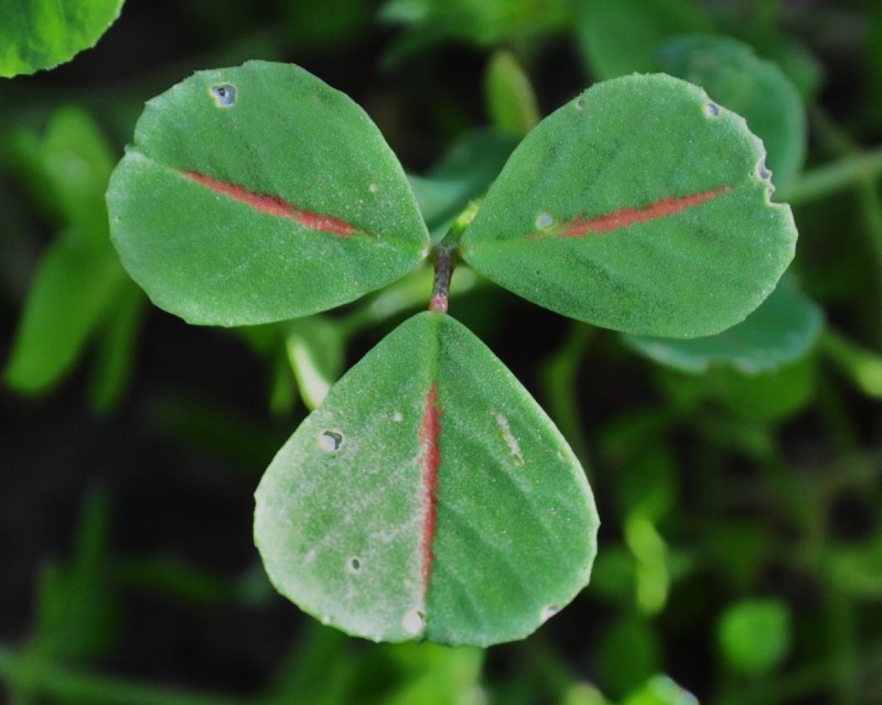 Изображение особи Melilotus indicus.