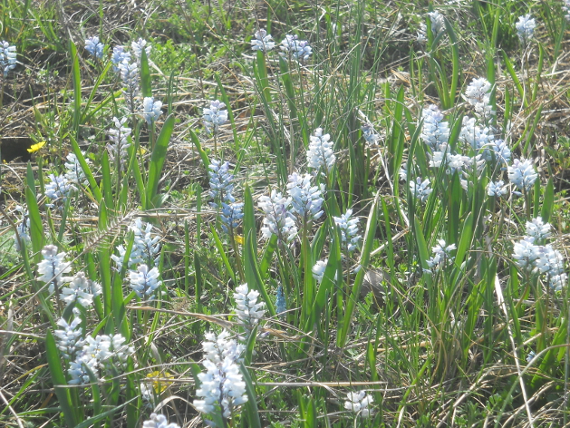 Изображение особи Hyacinthella leucophaea.