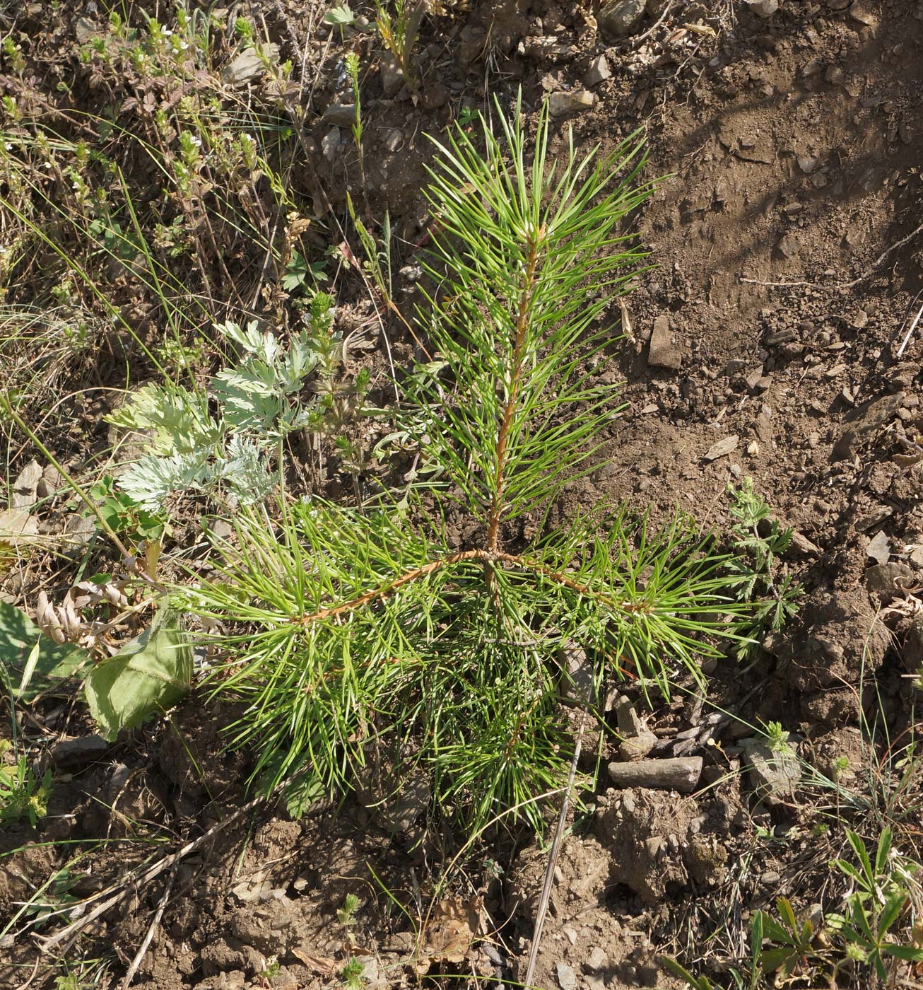 Image of Pinus sylvestris specimen.