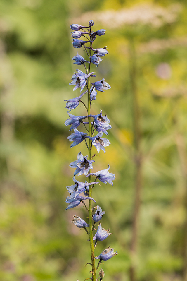 Image of Delphinium flexuosum specimen.